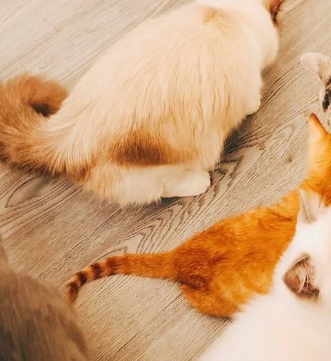 养猫必备app