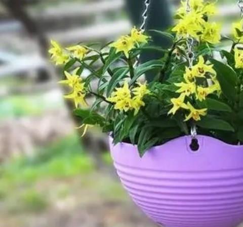 植物护养软件