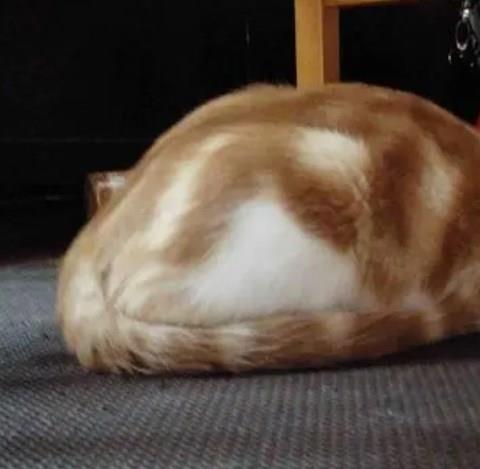 领养猫咪的app