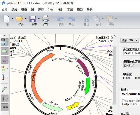 snapgene简单版中文版