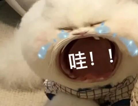 沙雕表情包软件
