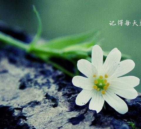 心灵鸡汤APP