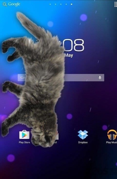 猫在手机屏幕上app