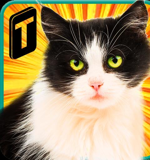 Street Cat Sim 2016