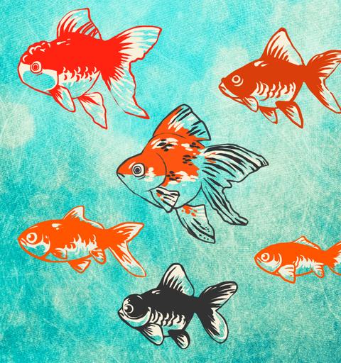 癒しの金魚育成ゲーム