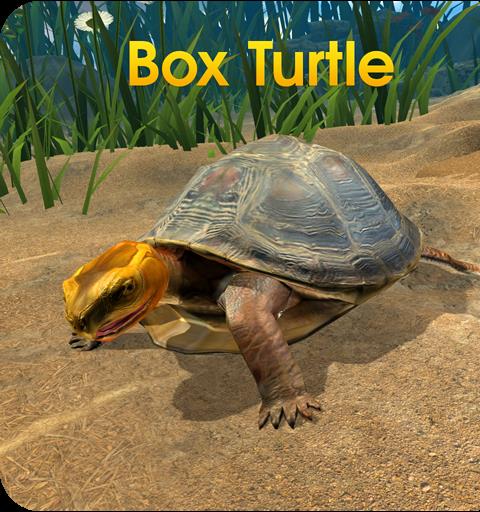 Box Turtle Simulator
