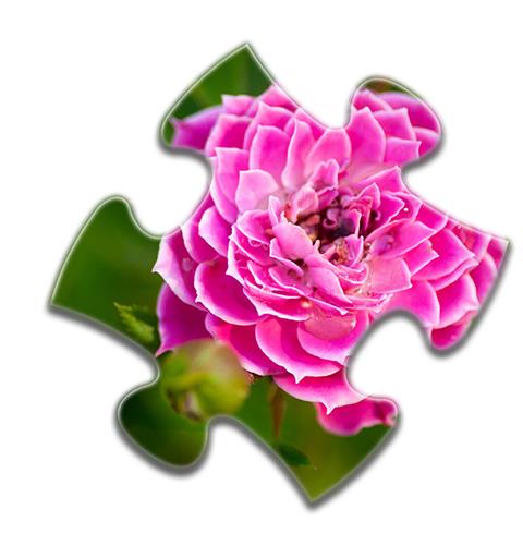 Flower Jigsaw Puzzles